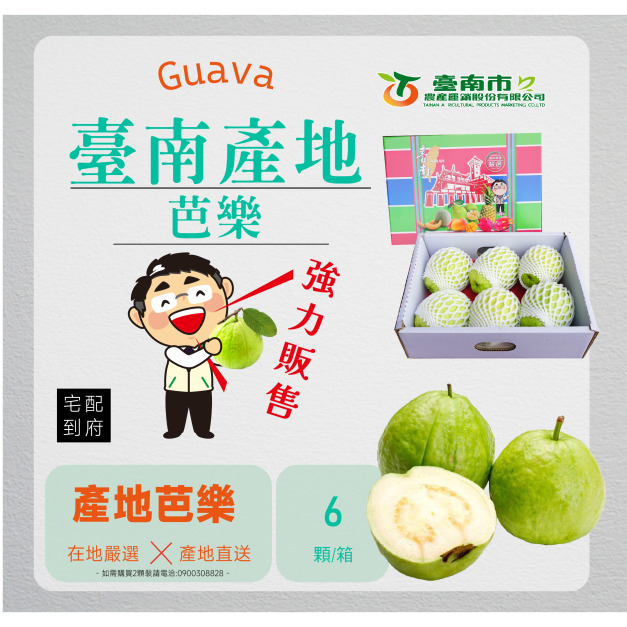 【芭樂】臺南 產地芭樂6入裝 (最低3盒出貨)