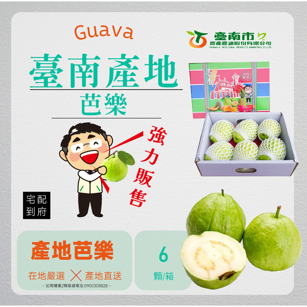 ▉銷售中▉【免運】&mdash;臺南 產地芭樂6入裝 (最低3盒出貨)