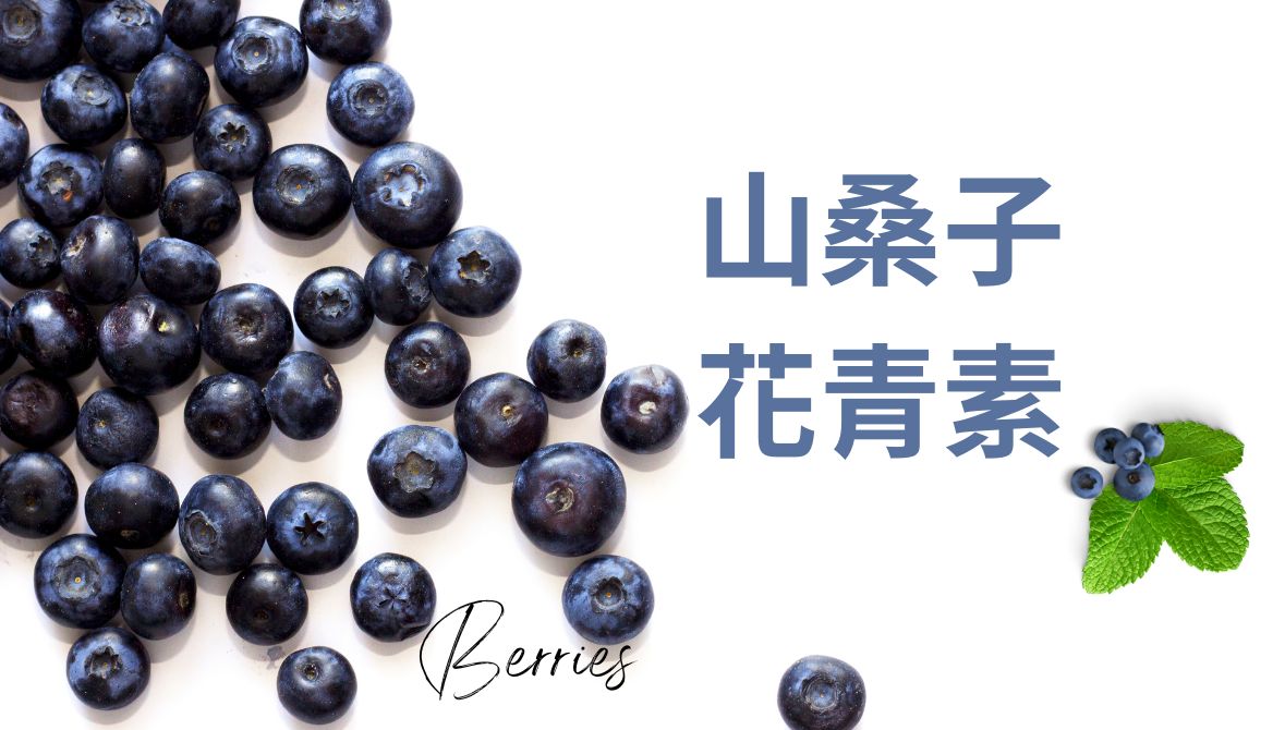 山桑子是什麼？