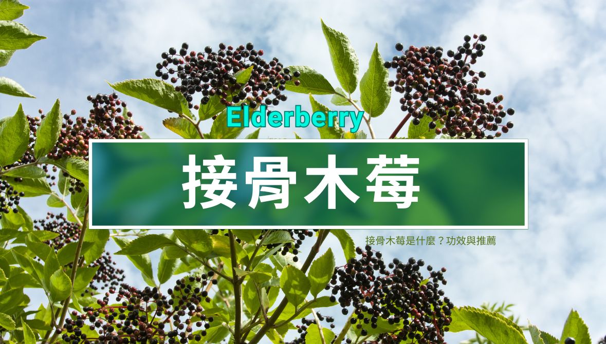 接骨木莓是什麼?功效與推薦