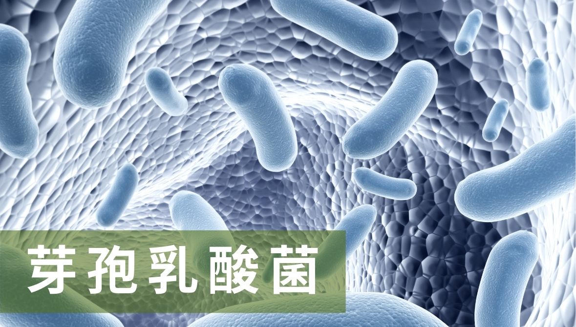 芽孢乳酸菌功效、特性、推薦