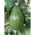酪梨(10斤裝)