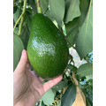 酪梨(10斤裝)_2