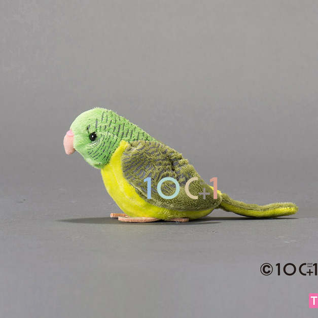 [100+1] SM144 橫斑鸚鵡