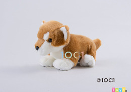 [100+1] SM229 柴犬寶寶