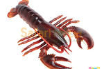 [Safari] 281629 緬因龍蝦模型