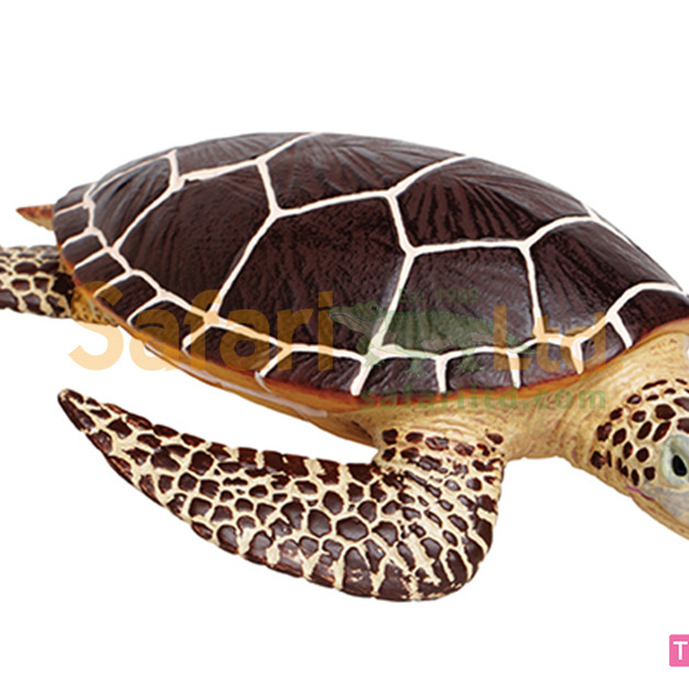 [Safari] 260429 海龜模型