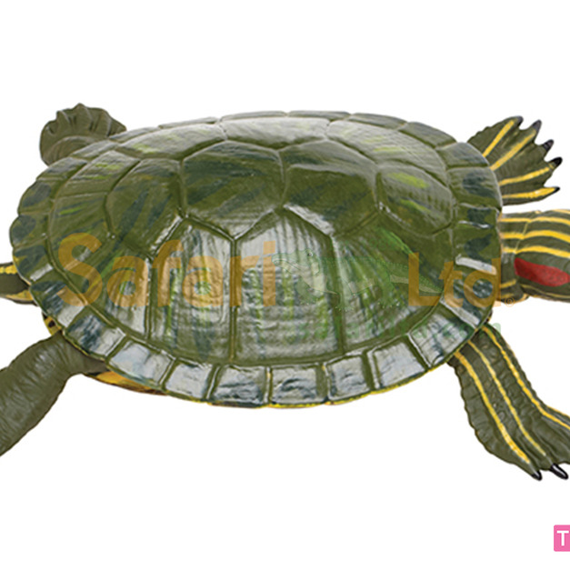 [Safari] 269529 巴西龜模型