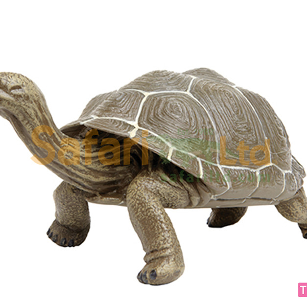 [Safari] 260729 陸龜模型