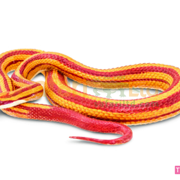 [Safari] 100073 玉米蛇模型