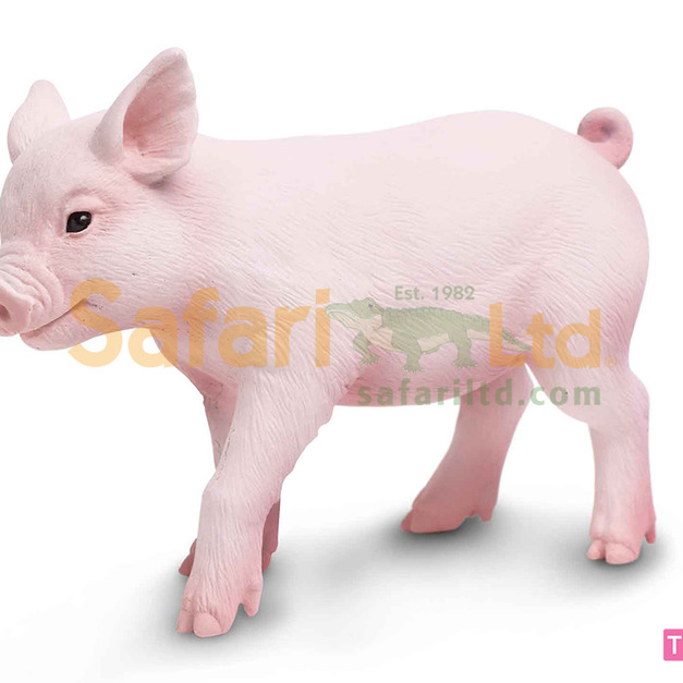[Safari] 265429 小豬模型