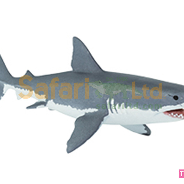 [Safari] 200729 大白鯊模型