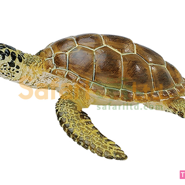 [Safari] 220229 赤蠵龜模型