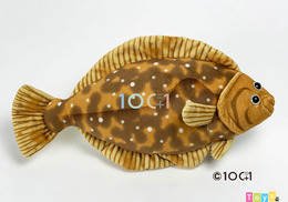 HA019 鰈魚