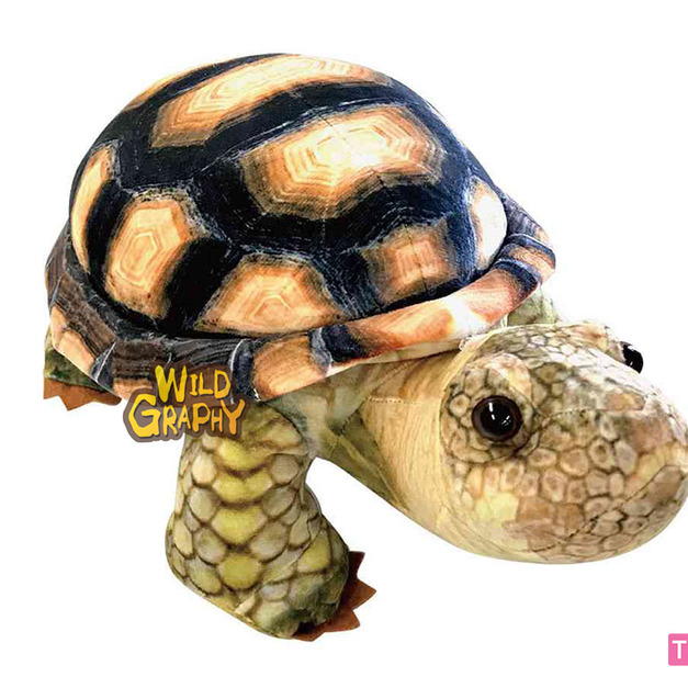 [Wild Graphy] SA036 陸龜