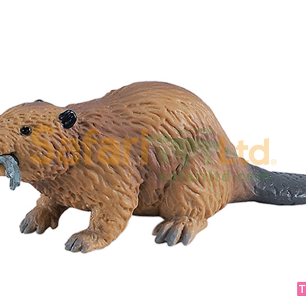 [Safari] 283629 河狸模型