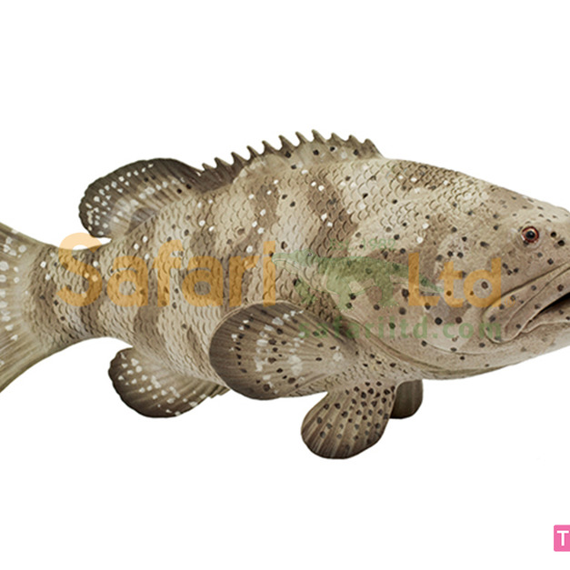 [Safari] 265329伊式石斑魚模型