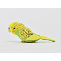 [100+1] SM043 虎皮鸚鵡（綠色）_5