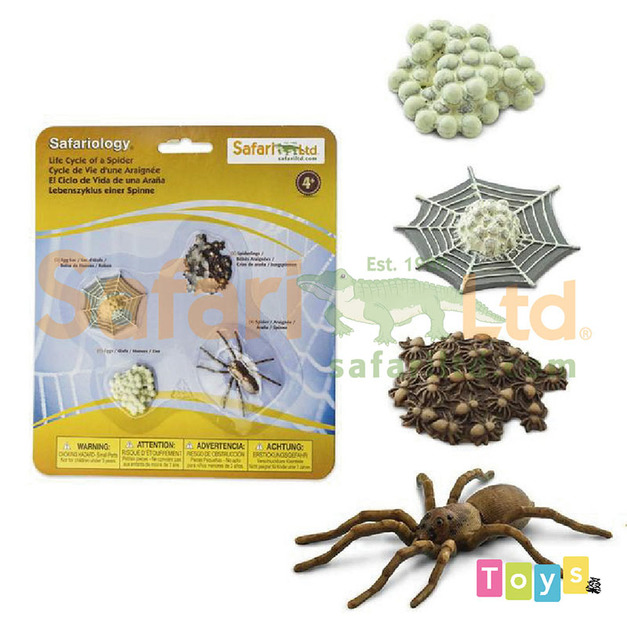 [Safari] 100406 蜘蛛生命週期