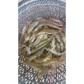 元氣元味蝦蝦叫（自養銷售/季節限定）