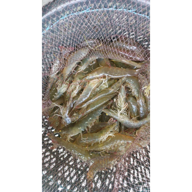 元氣元味蝦蝦叫（自養銷售/季節限定）