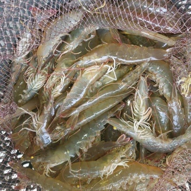 元氣元味蝦蝦叫（自養銷售/季節限定）