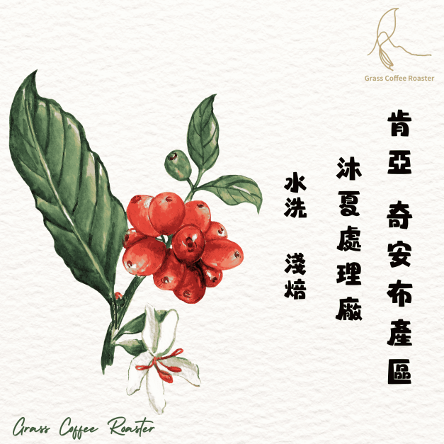 肯亞 奇安布產區 沐夏處理廠 水洗 淺焙 