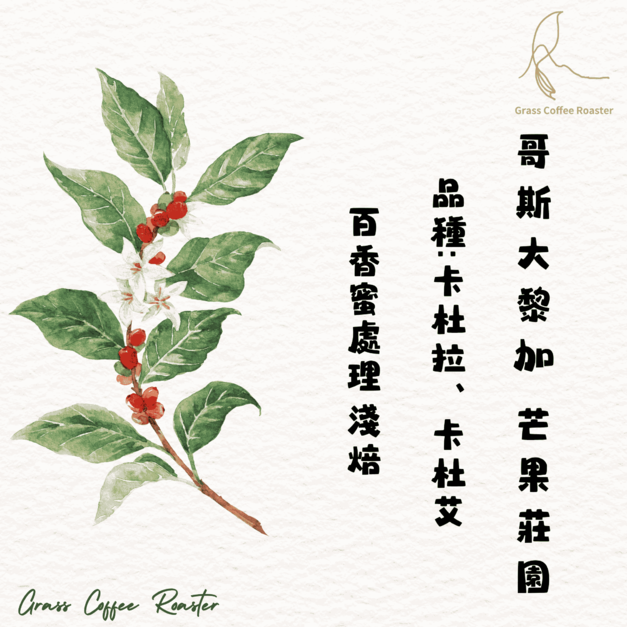 哥斯大黎加  芒果莊園  ﻿﻿百香蜜處理  淺焙 