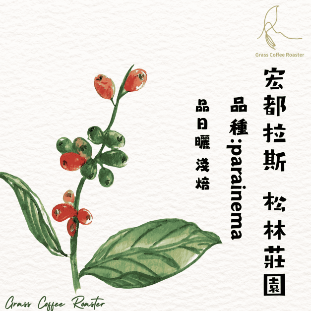 宏都拉斯 松林莊園    日曬  淺焙 