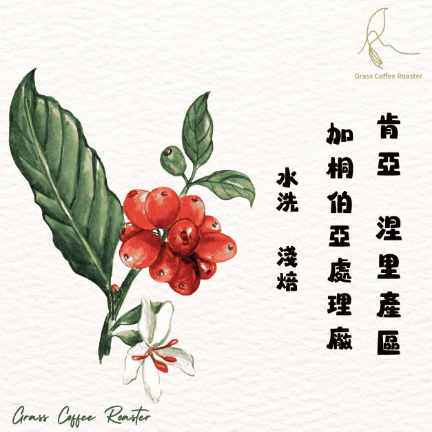 肯亞  涅里產區  加桐伯亞處理廠   水洗  淺焙 