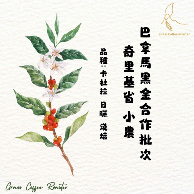 巴拿馬黑金合作批次奇里基省 小農 卡杜拉日曬 淺烘焙