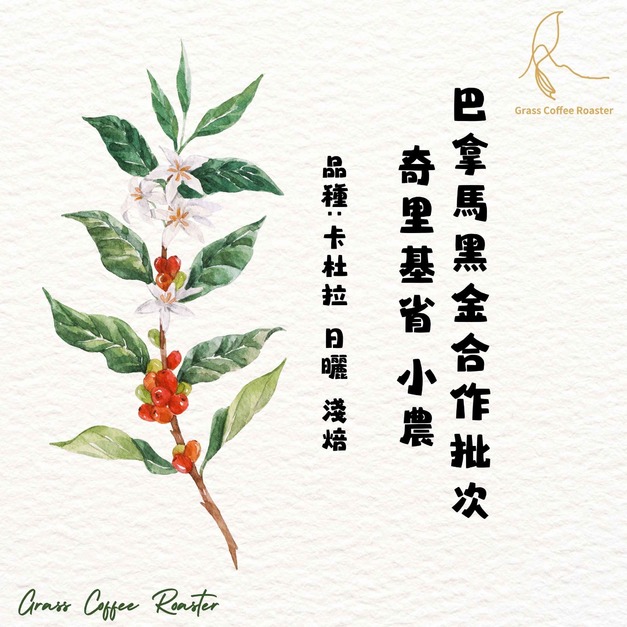 巴拿馬黑金合作批次奇里基省 小農 卡杜拉日曬 淺烘焙