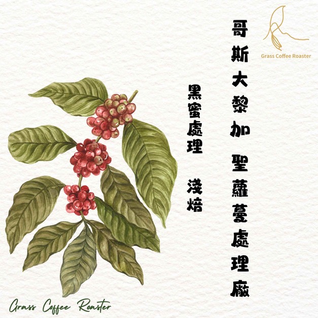 哥斯大黎加  聖蘿蔓處理廠  黑蜜 淺烘焙