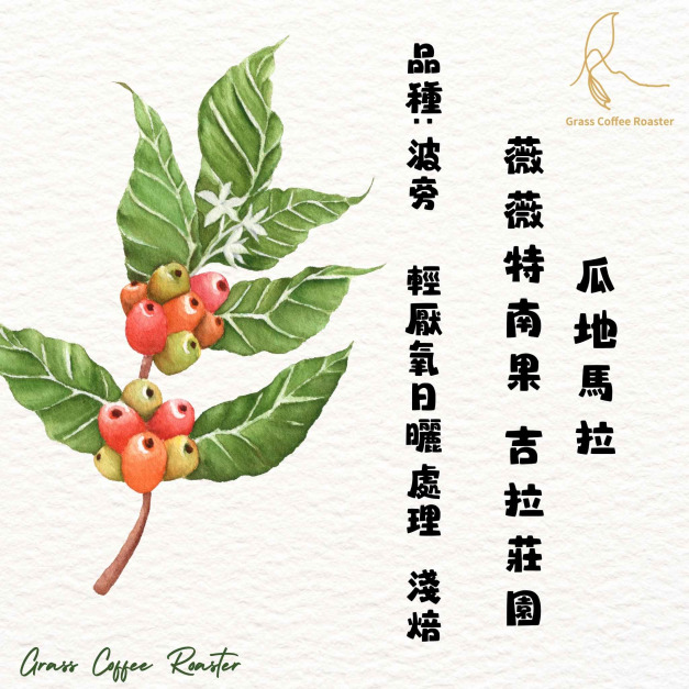 瓜地馬拉   薇薇特南果 吉拉莊園   波旁  輕厭氧日曬  淺焙
