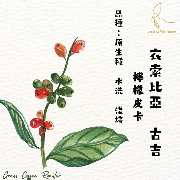 衣索比亞  古吉  檸檬皮卡  水洗 淺焙