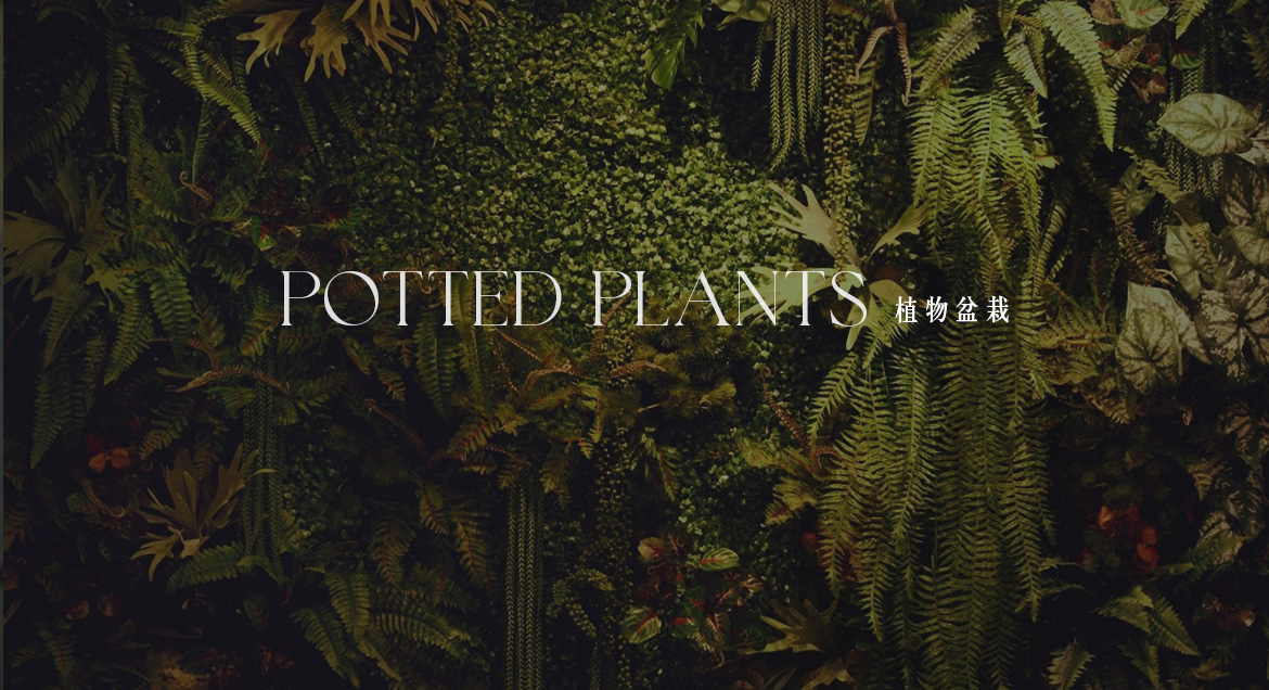 植物盆栽