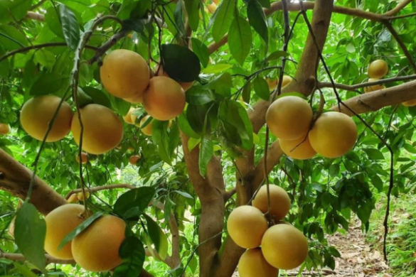 紅寶石葡萄柚[紅肉葡萄柚]