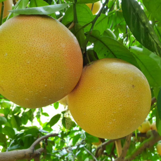 二紅葡萄柚[傳統葡萄柚]