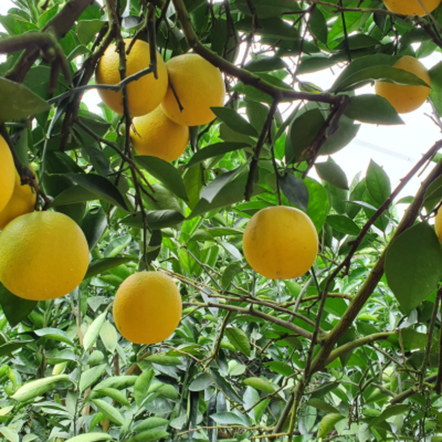 [柳丁]老欉柳丁