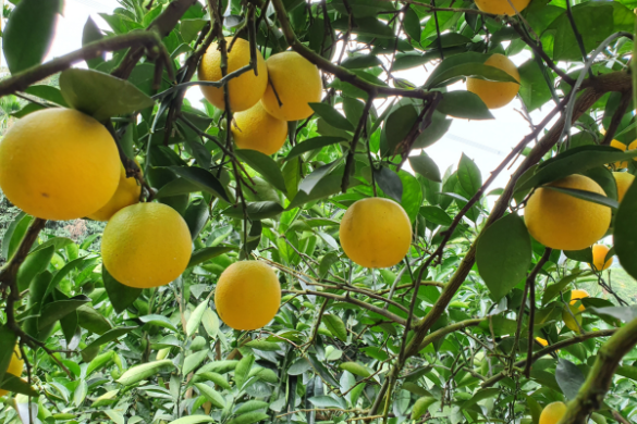 [柳丁]老欉柳丁