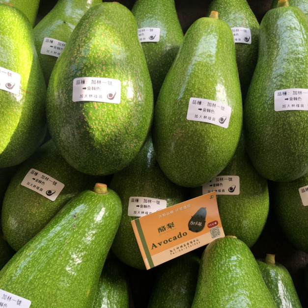 混裝款【大內早生、加林一號】