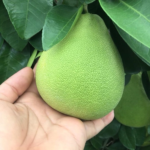 AA級正宗老欉麻豆文旦