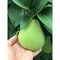 A級正宗老欉麻豆文旦_3