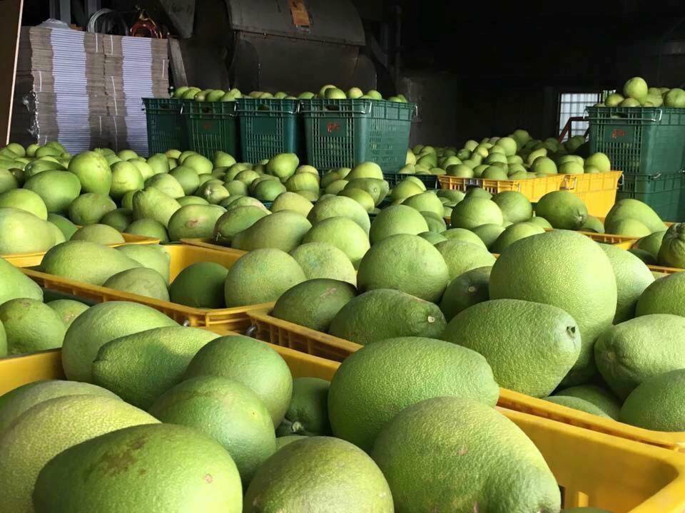 正宗麻豆老欉文旦