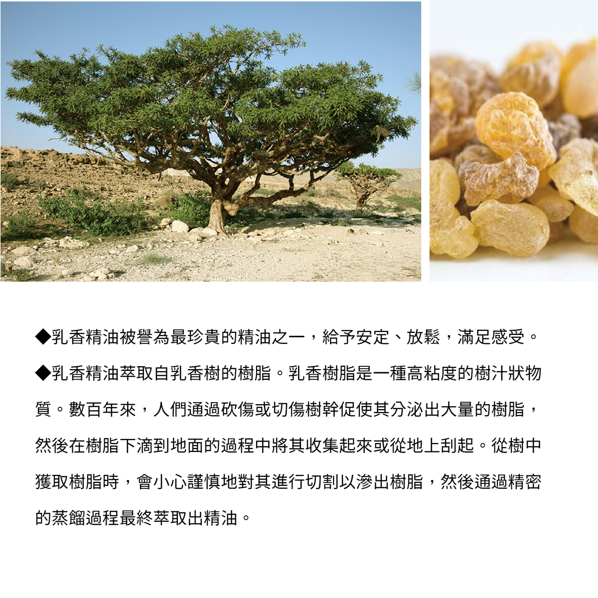 SALVATION│Sacrament Fragrance│100% Top Soy Wax Frankincense and Myrrh Candle - เทียน/เชิงเทียน - ขี้ผึ้ง ขาว