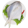 鮮凍野生大白鯧 500-600 Wild pomfret