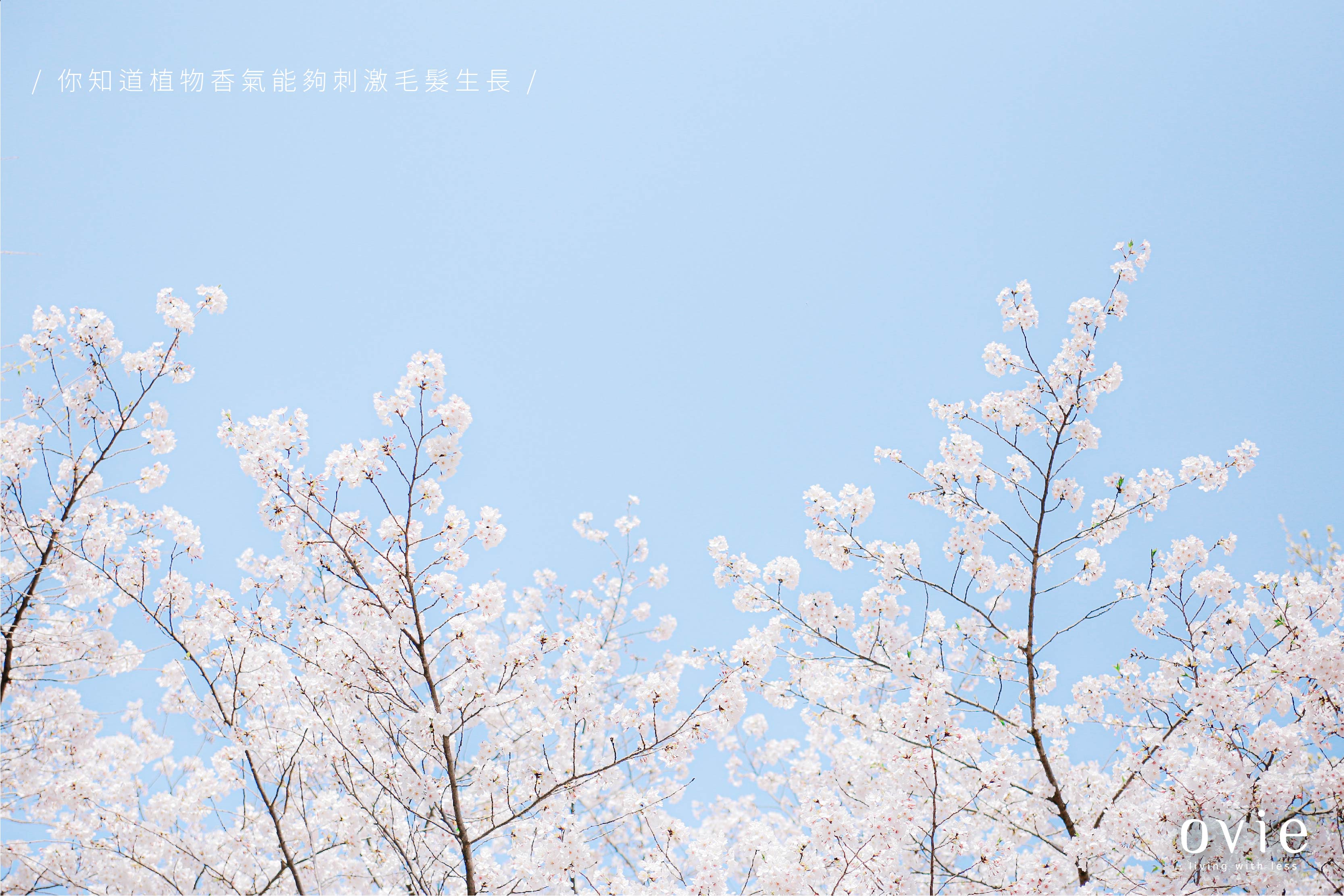 壓力掉髮 長回來