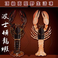《高壓波士頓龍蝦》450-500g/尾_2