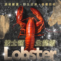 《高壓波士頓龍蝦》450-500g/尾_1