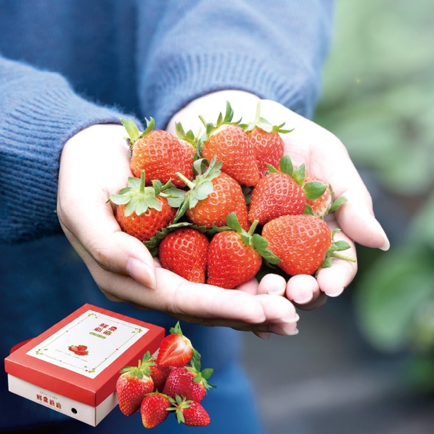 【鮮果爺爺】苗栗壢西坪帝王紅草莓禮盒(產銷履歷驗證)
